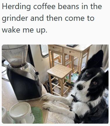 Herding coffee beans in the grinder and then come to wake me up.