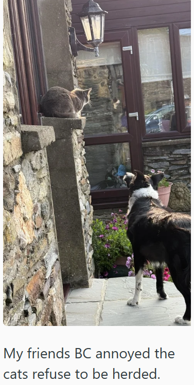 My friends BC annoyed the cats refuse to be herded.