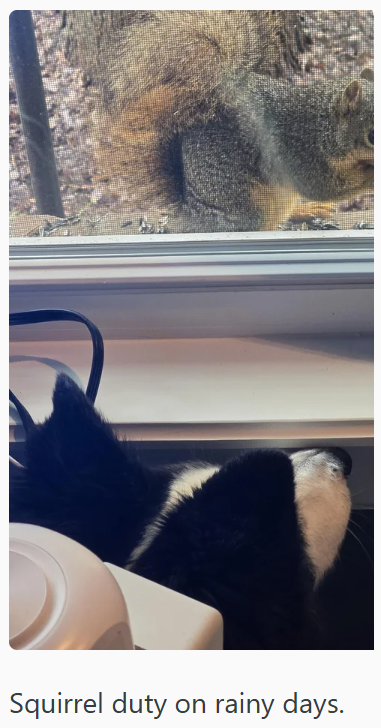Squirrel duty on rainy days.