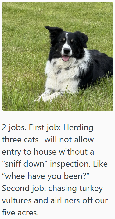 2 jobs. First job: Herding three cats-will not allow entry to house without a "sniff down" inspection. Like "whee have you been?" Second job: chasing turkey vultures and airliners off our five acres.