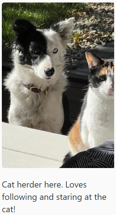 Cat herder here. Loves following and staring at the cat!