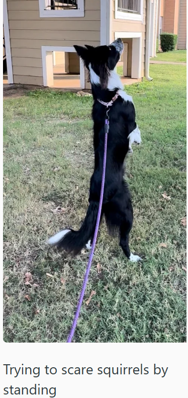 Trying to scare squirrels by standing