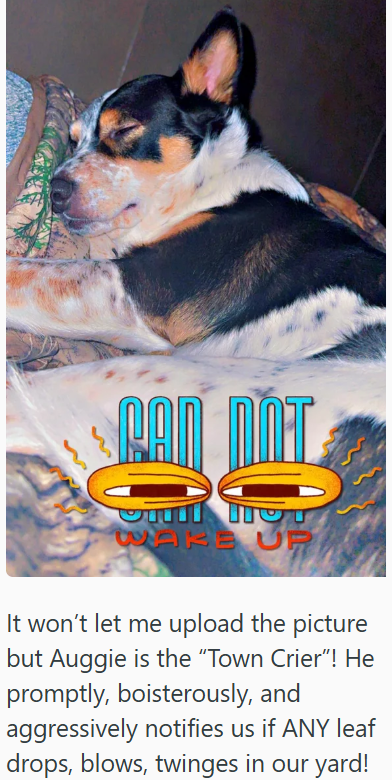 CAN WAKE UP It won't let me upload the picture but Auggie is the "Town Crier"! He promptly, boisterously, and aggressively notifies us if ANY leaf drops, blows, twinges in our yard!