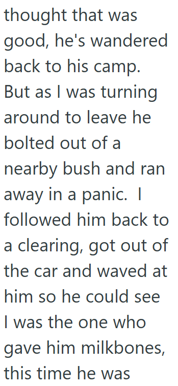 thought that was good, he's wandered back to his camp. But as I was turning around to leave he bolted out of a nearby bush and ran away in a panic. I followed him back to a clearing, got out of the car and waved at him so he could see I was the one who gave him milkbones, this time he was