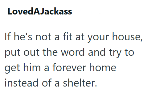 LovedAJackass If he's not a fit at your house, put out the word and try to get him a forever home instead of a shelter.