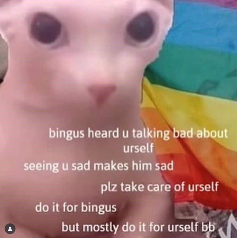 bingus heard u talking bad about urself seeing u sad makes him sad plz take care of urself do it for bingus but mostly do it for urself bb