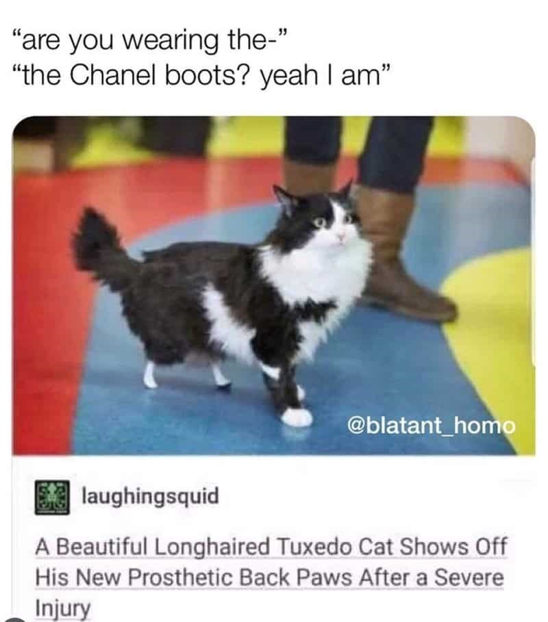 "are you wearing the-" "the Chanel boots? yeah I am" @blatant_homo laughingsquid A Beautiful Longhaired Tuxedo Cat Shows Off His New Prosthetic Back Paws After a Severe Injury