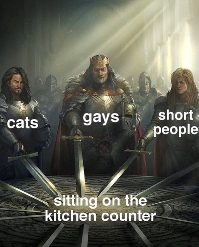 cats gays sitting on the kitchen counter short people