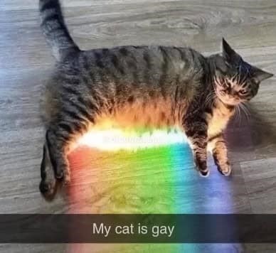My cat is gay