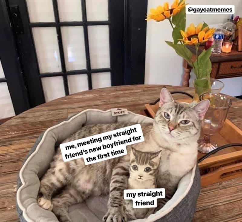 STUFT me, meeting my straight friend's new boyfriend for the first time my straight friend @gaycatmemes