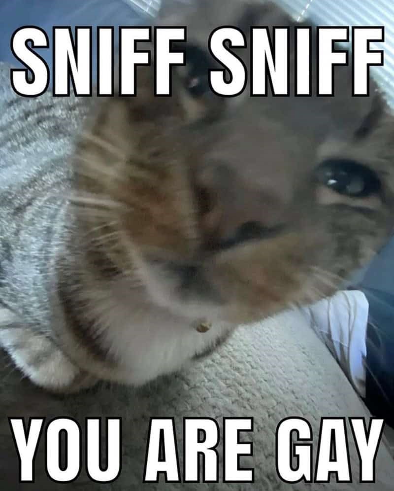 SNIFF SNIFF YOU ARE GAY