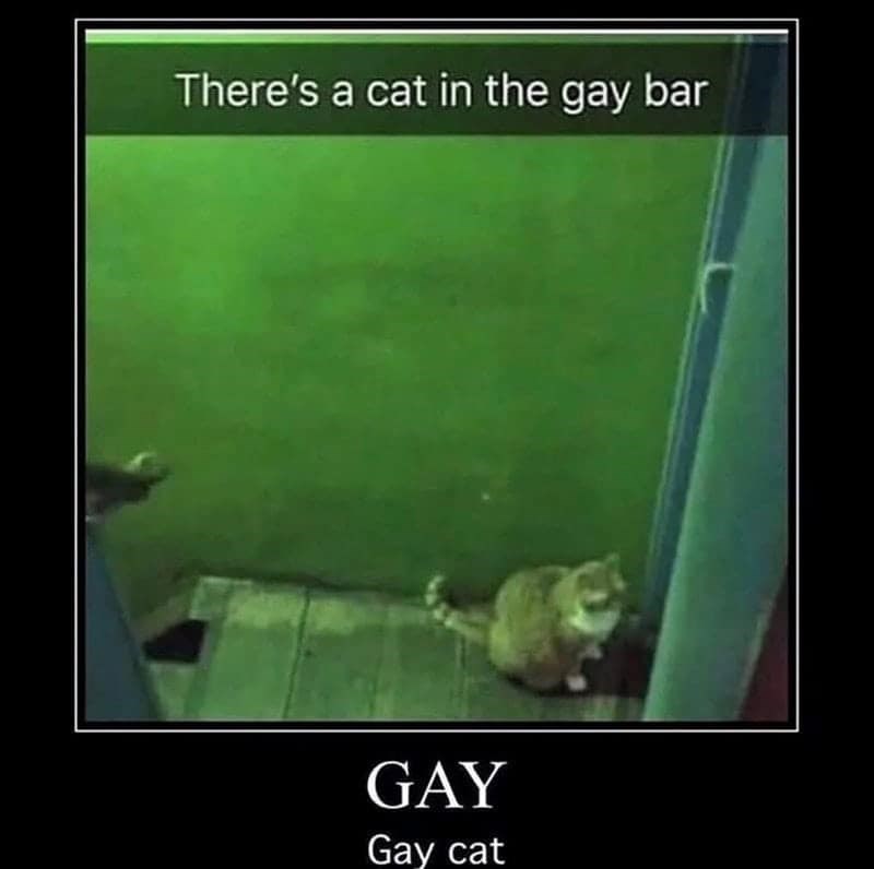 There's a cat in the gay bar GAY Gay cat