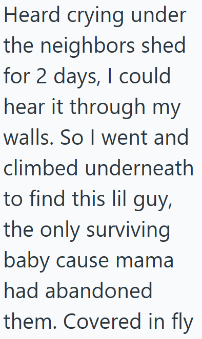 Heard crying under the neighbors shed for 2 days, I could hear it through my walls. So I went and climbed underneath to find this lil guy, the only surviving baby cause mama had abandoned them. Covered in fly