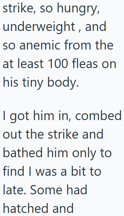 strike, so hungry, underweight, and so anemic from the at least 100 fleas on his tiny body. I got him in, combed out the strike and bathed him only to find I was a bit to late. Some had hatched and