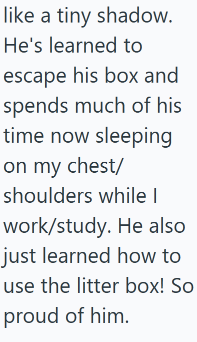 like a tiny shadow. He's learned to escape his box and spends much of his time now sleeping on my chest/ shoulders while I work/study. He also just learned how to use the litter box! So proud of him.
