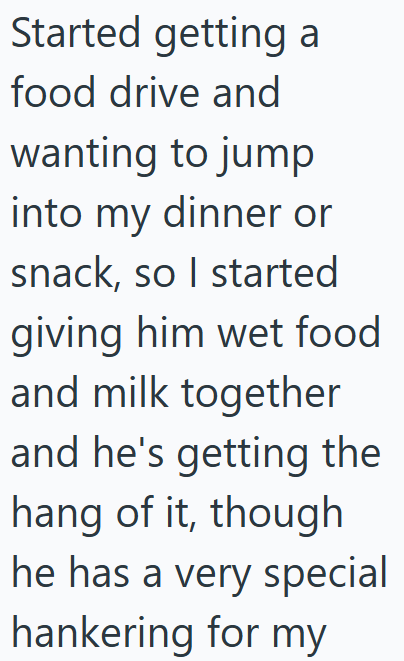 Started getting a food drive and wanting to jump into my dinner or snack, so I started giving him wet food and milk together and he's getting the hang of it, though he has a very special hankering for my