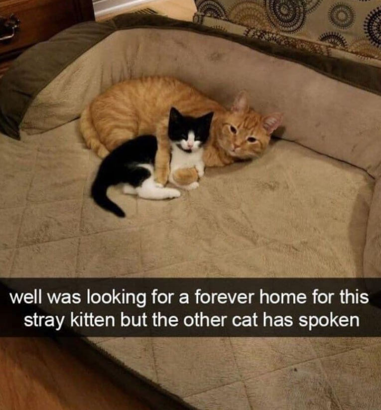 well was looking for a forever home for this stray kitten but the other cat has spoken