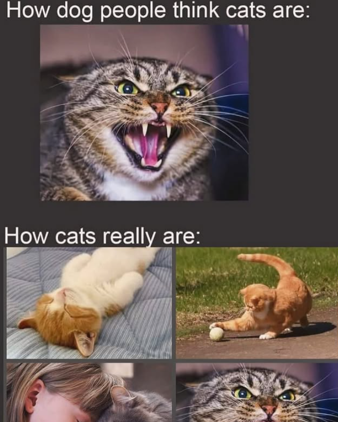 How dog people think cats are: How cats really are: