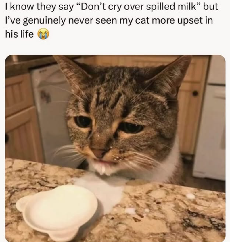 I know they say "Don't cry over spilled milk” but I've genuinely never seen my cat more upset in his life