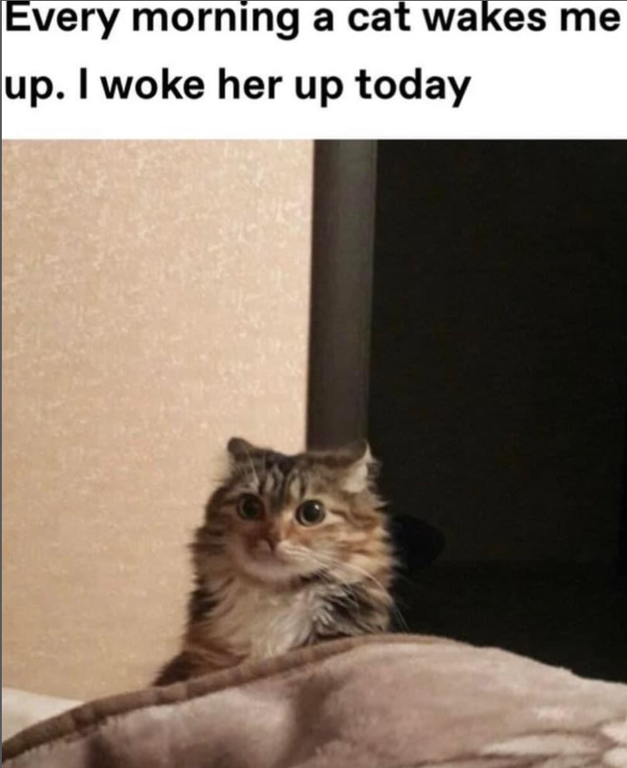 Every morning a cat wakes me up. I woke her up today