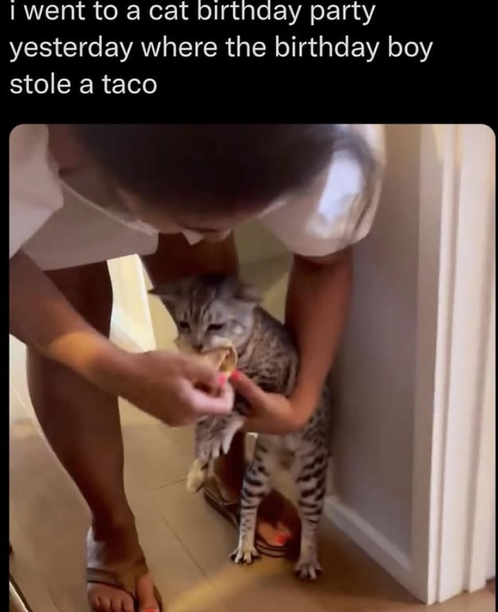 i went to a cat birthday party yesterday where the birthday boy stole a taco