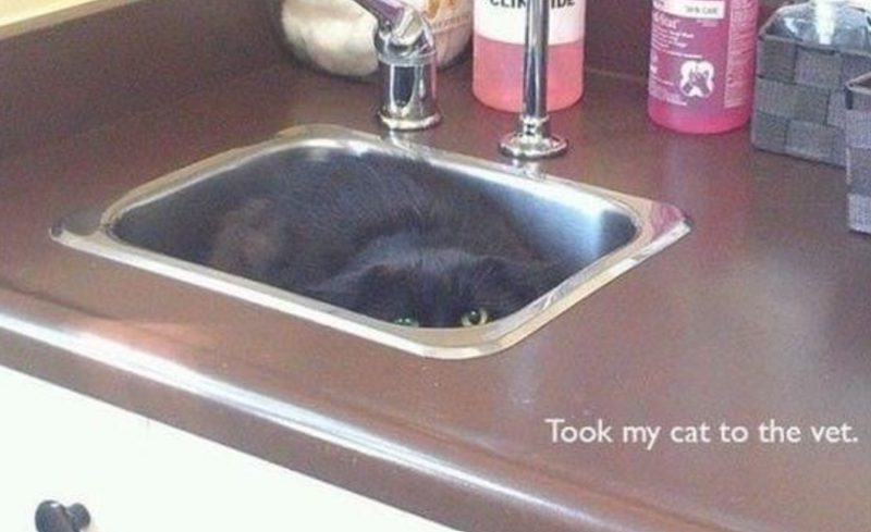 Took my cat to the vet.