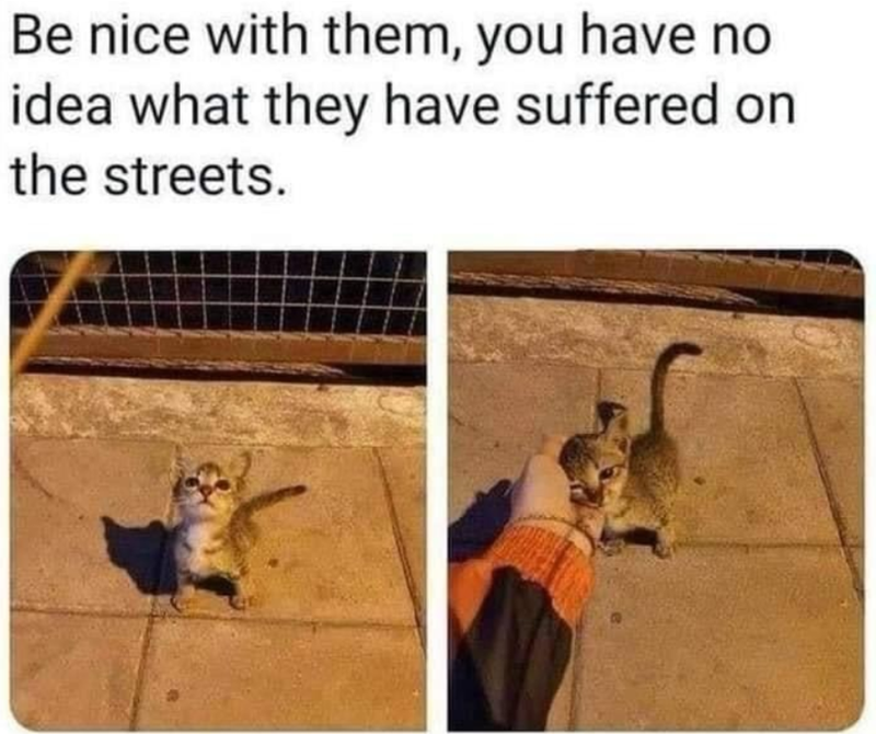 Be nice with them, you have no idea what they have suffered on the streets.