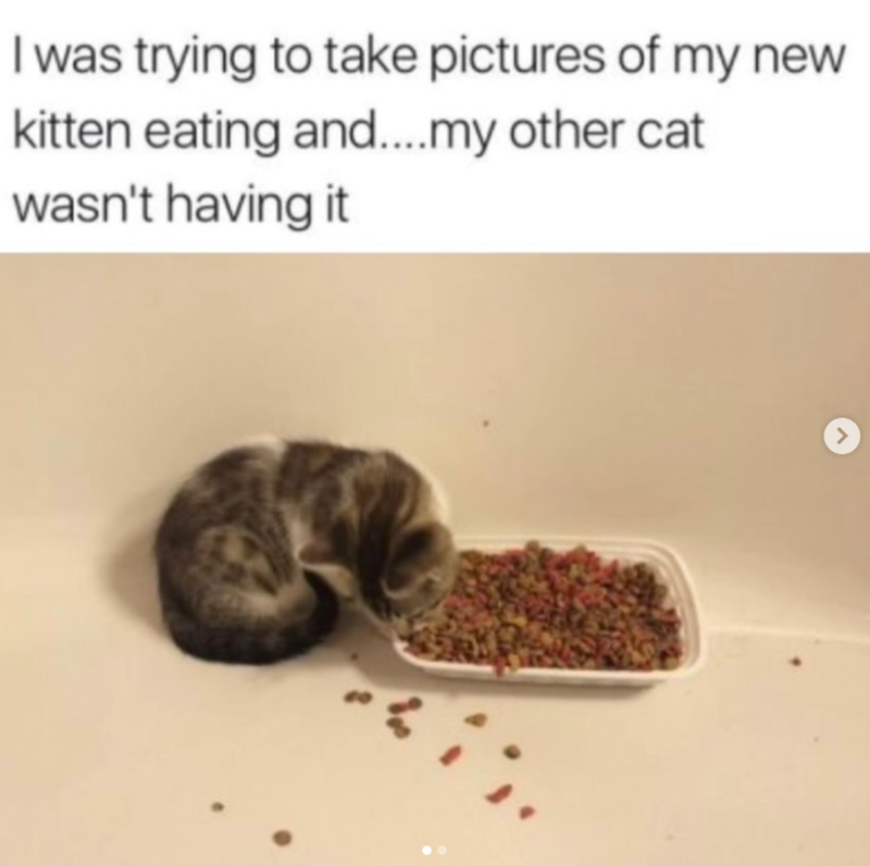 I was trying to take pictures of my new kitten eating and....my other cat wasn't having it