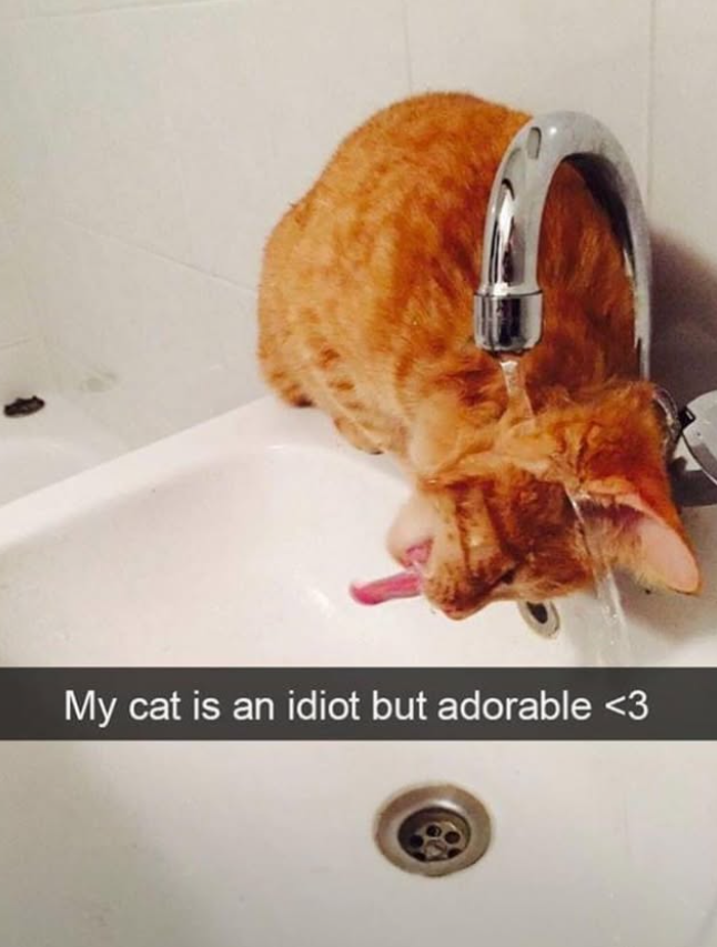 My cat is an idiot but adorable <3