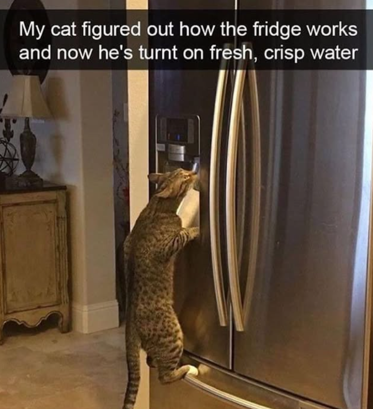 My cat figured out how the fridge works and now he's turnt on fresh, crisp water
