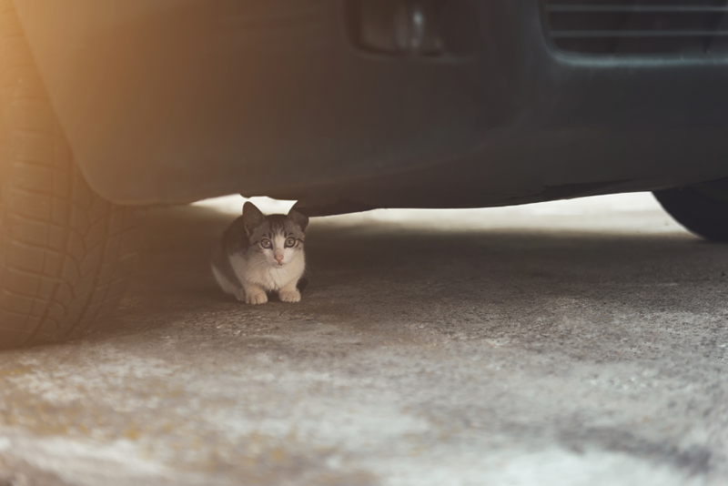 Small kitten hiding under a parked car, looking to the camera with hesitation, represented by a kitten in the street.