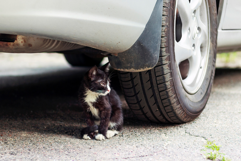 A kitten is sitting under a parked car, looking sideways, not sure if safe, depicted by a model cat.