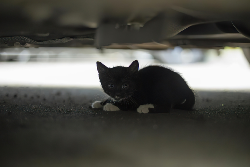 A very afraid kitten hiding under a car in a gas station, looking towards the camera with fear, embodied by a kitten in the street.