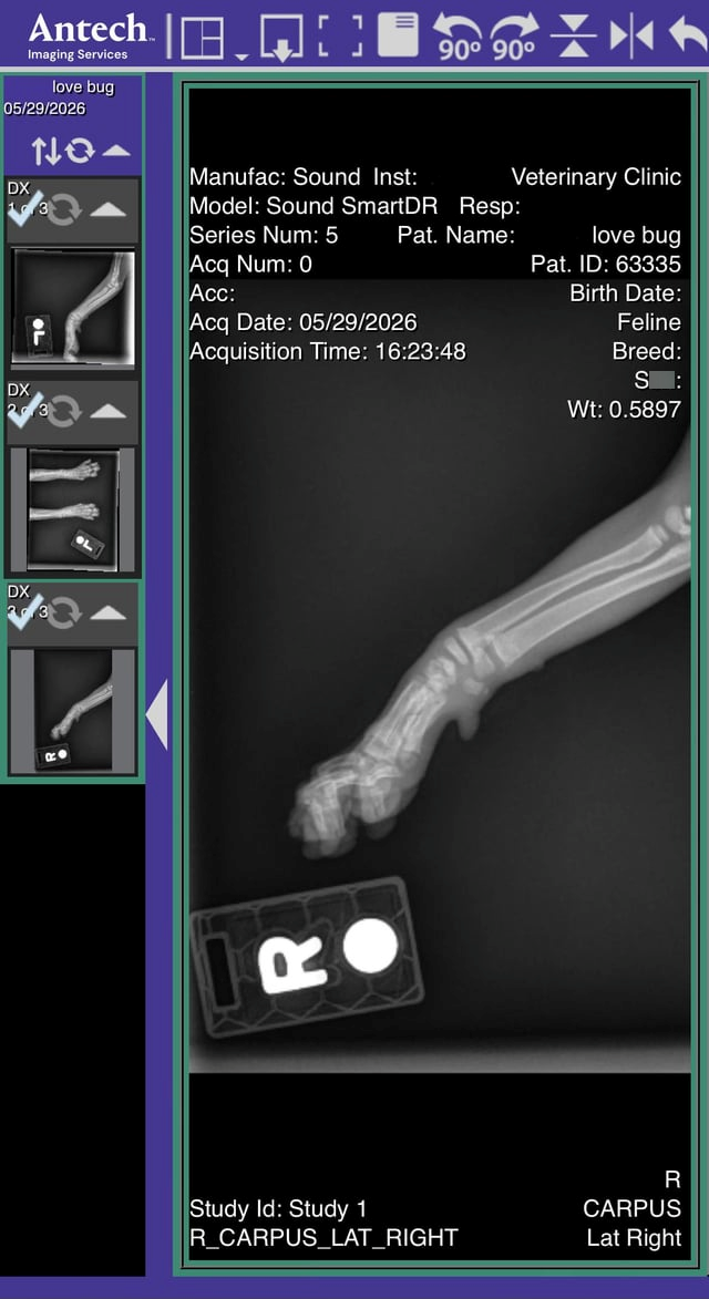 Antech. Imaging Services love bug 05/29/2026 90° 90° Veterinary Clinic love bug Pat. ID: 63335 Birth Date: NO DX Manufac: Sound Inst: Model: Sound SmartDR Resp: Series Num: 5 Pat. Name: 13 Acq Num: 0 Acc: Acq Date: 05/29/2026 DX 23 DX 3 11' Acquisition Time: 16:23:48 RO Feline Breed: S: Wt: 0.5897 Study Id: Study 1 R_CARPUS_LAT_RIGHT R CARPUS Lat Right