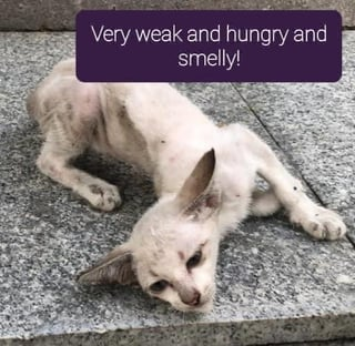 Very weak and hungry and smelly!