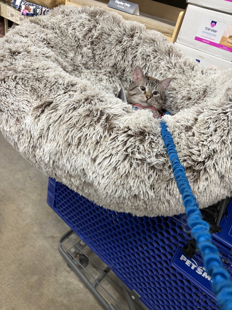 Display Only TOP-PAW ELEVATED BED PETSM