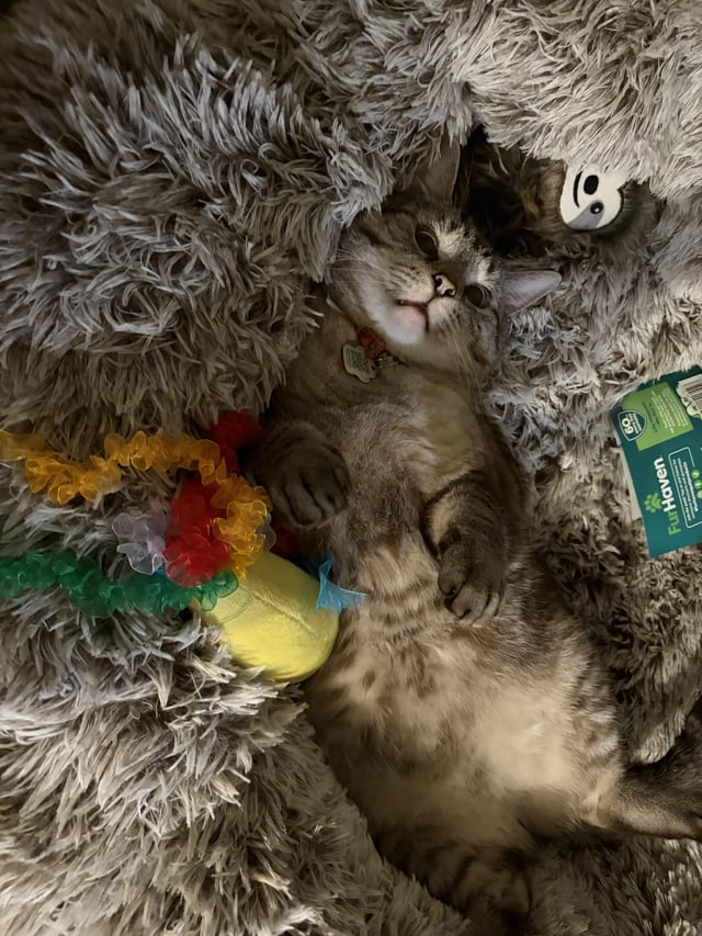 FurHaven 60