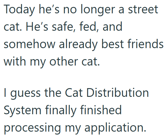 Today he's no longer a street cat. He's safe, fed, and somehow already best friends with my other cat. I guess the Cat Distribution System finally finished processing my application.