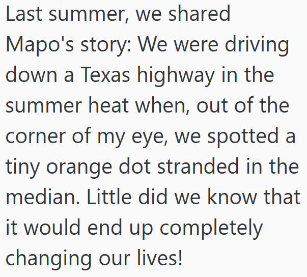 Last summer, we shared Mapo's story: We were driving down a Texas highway in the summer heat when, out of the corner of my eye, we spotted a tiny orange dot stranded in the median. Little did we know that it would end up completely changing our lives!