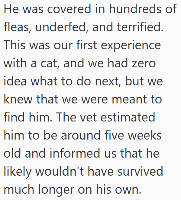 He was covered in hundreds of fleas, underfed, and terrified. This was our first experience with a cat, and we had zero idea what to do next, but we knew that we were meant to find him. The vet estimated him to be around five weeks old and informed us that he likely wouldn't have survived much longer on his own.