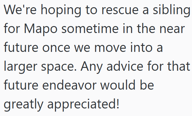 We're hoping to rescue a sibling for Mapo sometime in the near future once we move into a larger space. Any advice for that future endeavor would be greatly appreciated!