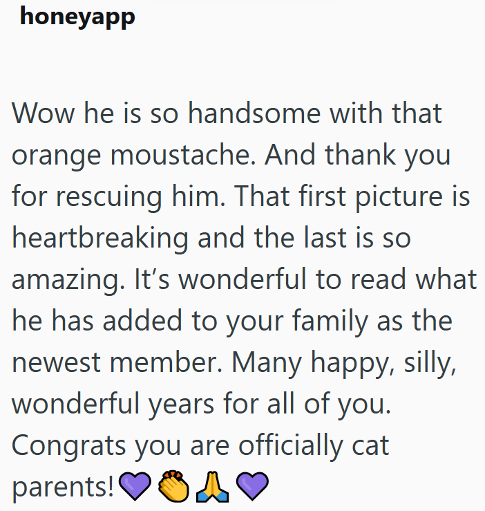 honeyapp Wow he is so handsome with that orange moustache. And thank you for rescuing him. That first picture is heartbreaking and the last is so amazing. It's wonderful to read what he has added to your family as the newest member. Many happy, silly, wonderful years for all of you. Congrats you are officially cat A parents!
