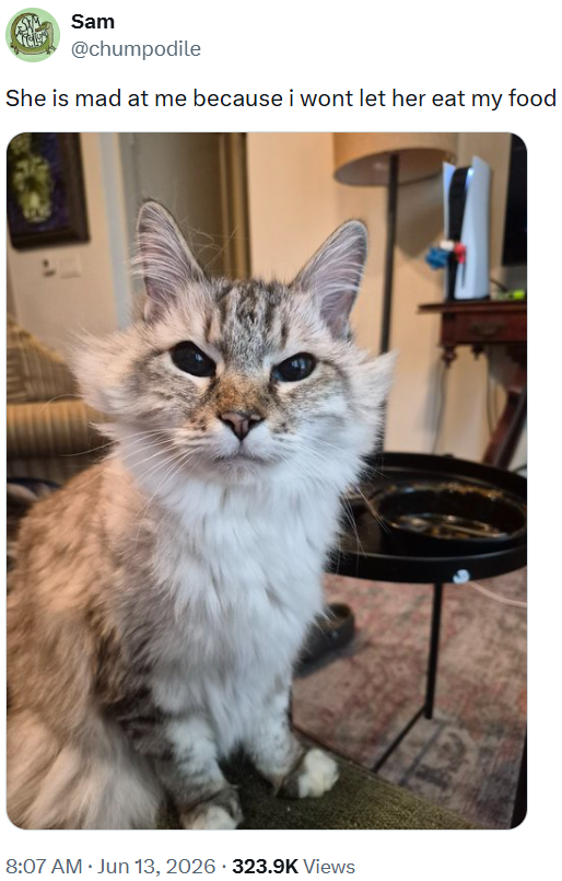 Sam @chumpodile She is mad at me because i wont let her eat my food 8:07 AM ⚫ Jun 13, 2026 323.9K Views