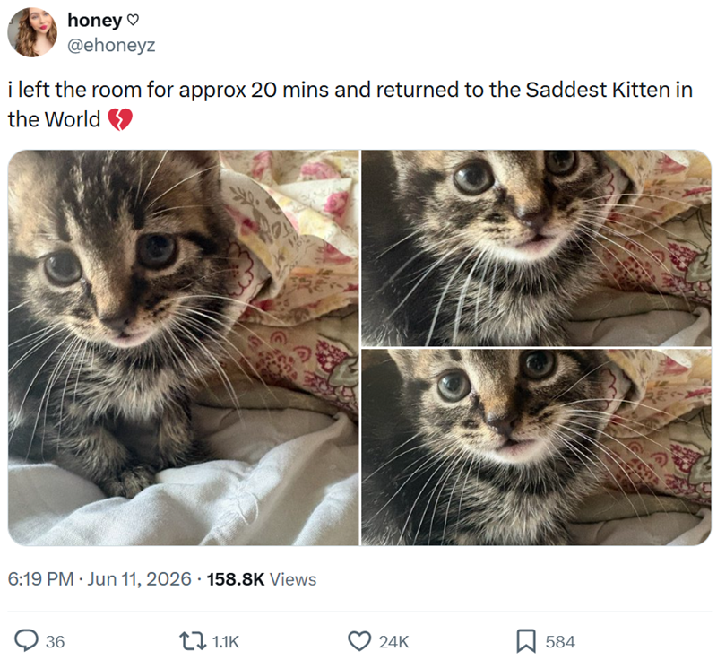 honey♡ @ehoneyz i left the room for approx 20 mins and returned to the Saddest Kitten in the World • 6:19 PM ⚫ Jun 11, 2026 158.8K Views 36 1.1K 24K 584
