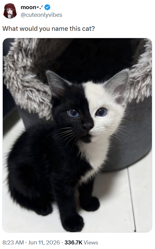 moon*.' @cuteonlyvibes What would you name this cat? 8:23 AM ⚫ Jun 11, 2026 - 336.7K Views