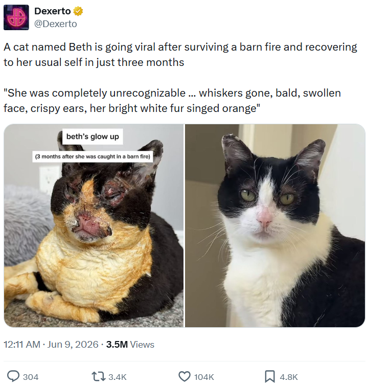 Dexerto @Dexerto A cat named Beth is going viral after surviving a barn fire and recovering to her usual self in just three months "She was completely unrecognizable ... whiskers gone, bald, swollen face, crispy ears, her bright white fur singed orange" beth's glow up (3 months after she was caught in a barn fire) . 12:11 AM ⚫ Jun 9, 2026 3.5M Views 304 3.4K 104K 4.8K