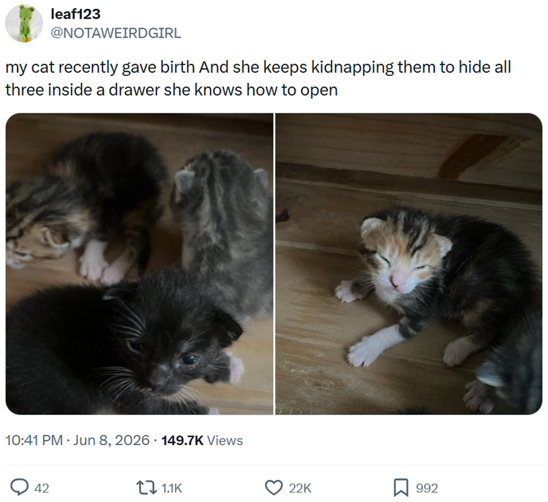 leaf123 @NOTAWEIRDGIRL my cat recently gave birth And she keeps kidnapping them to hide all three inside a drawer she knows how to open 10:41 PM ⚫ Jun 8, 2026 149.7K Views 42 1.1K 22K ☐ 992