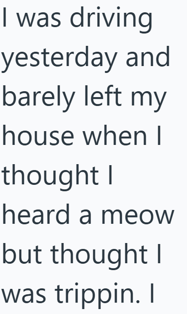 I was driving yesterday and barely left my house when I thought I heard a meow but thought I was trippin. I