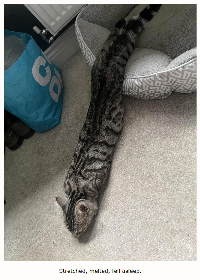 B YAY Stretched, melted, fell asleep.