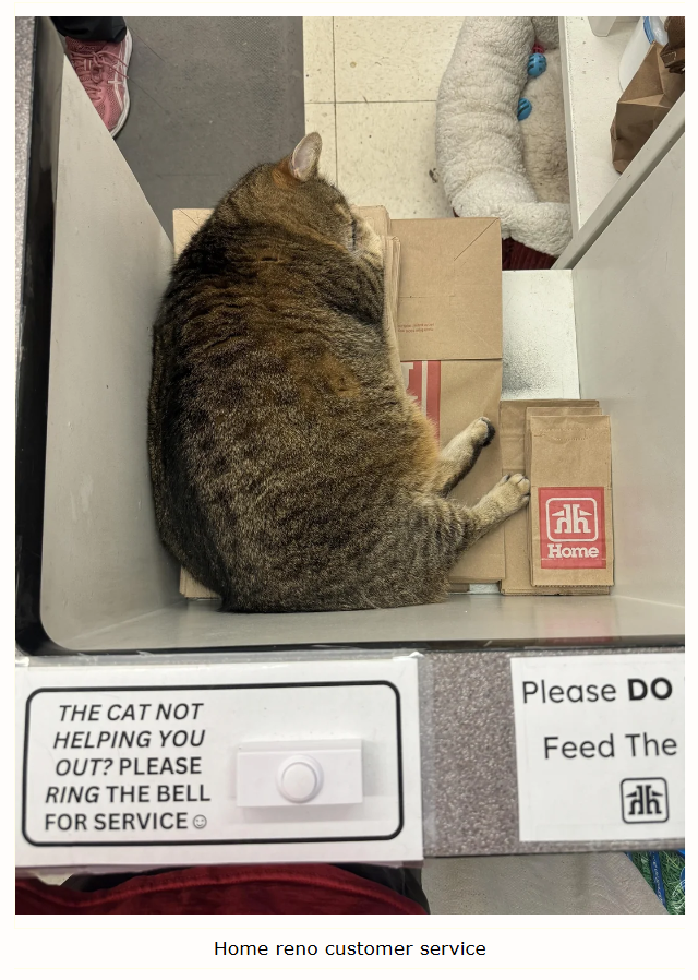 Ah Home THE CAT NOT HELPING YOU OUT? PLEASE RING THE BELL FOR SERVICE Please DO Feed The Ah Home reno customer service